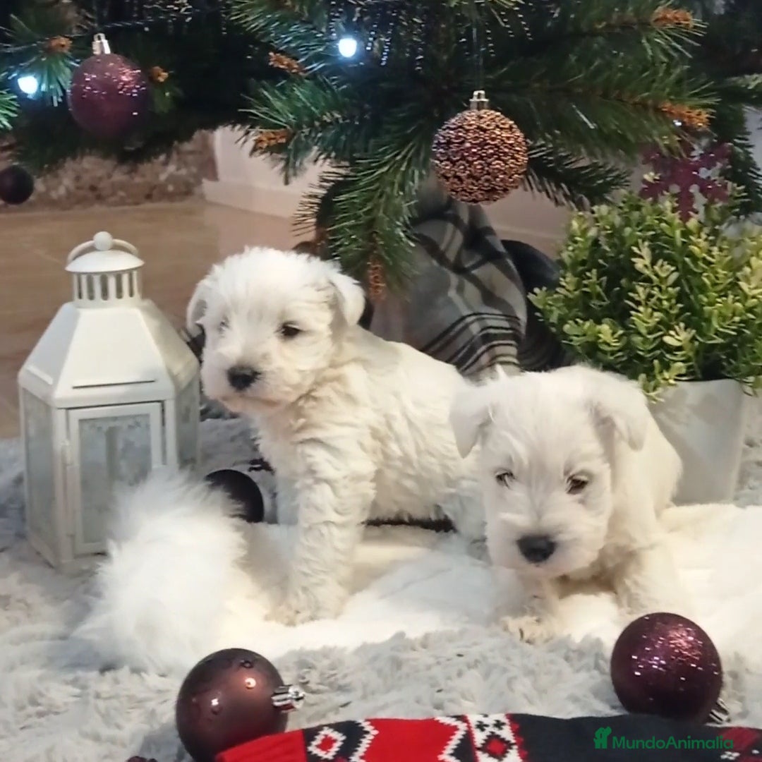Schnauzer Miniatura perros Espectaculares schnauzers mini blancos - Anuncio 1