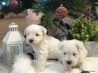 Schnauzer Miniatura perros Espectaculares schnauzers mini blancos - Anuncio 6