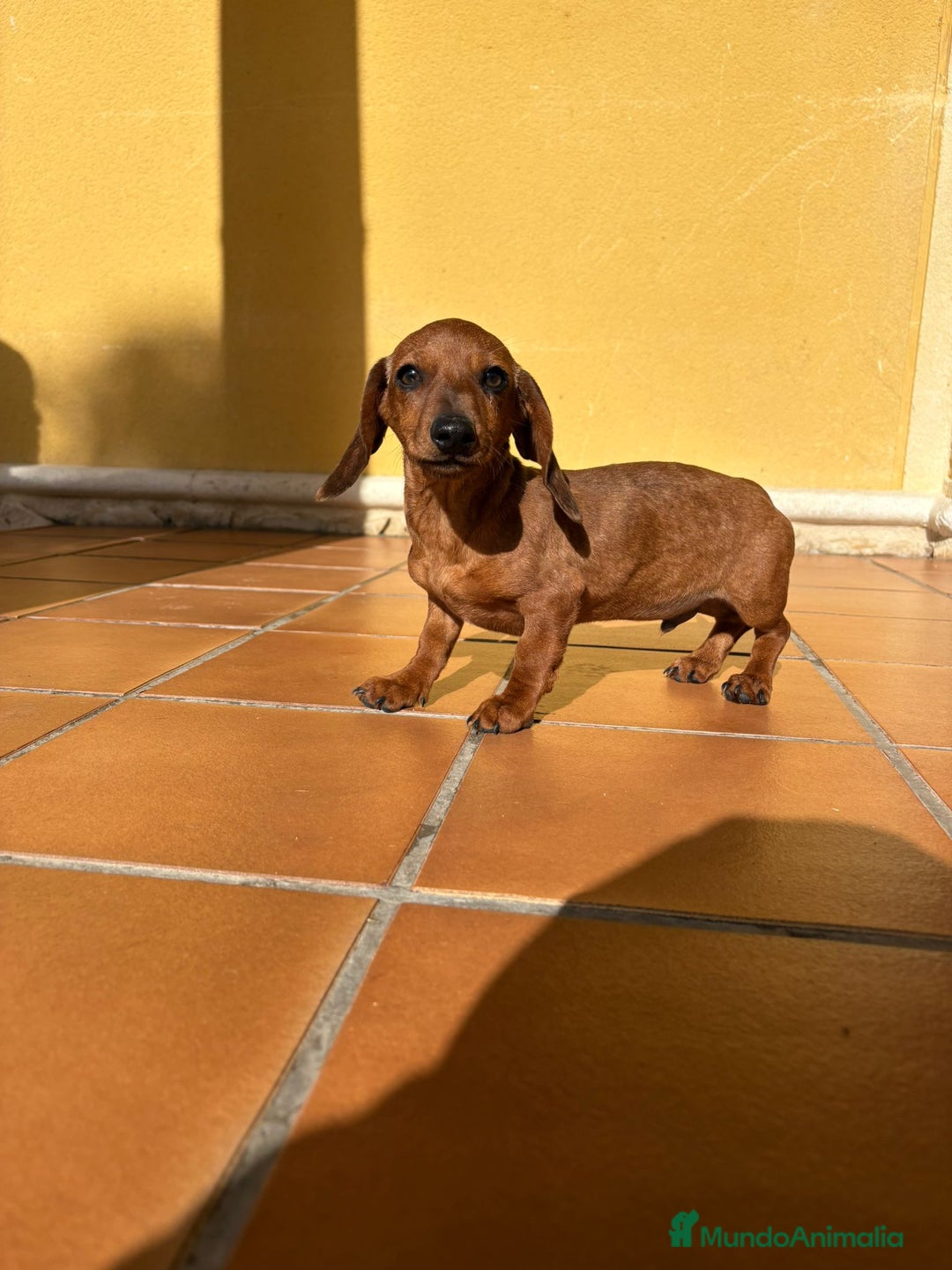 Teckel perros en venta: Teckel kaninchen merle chocolate diluido - Anuncio 3