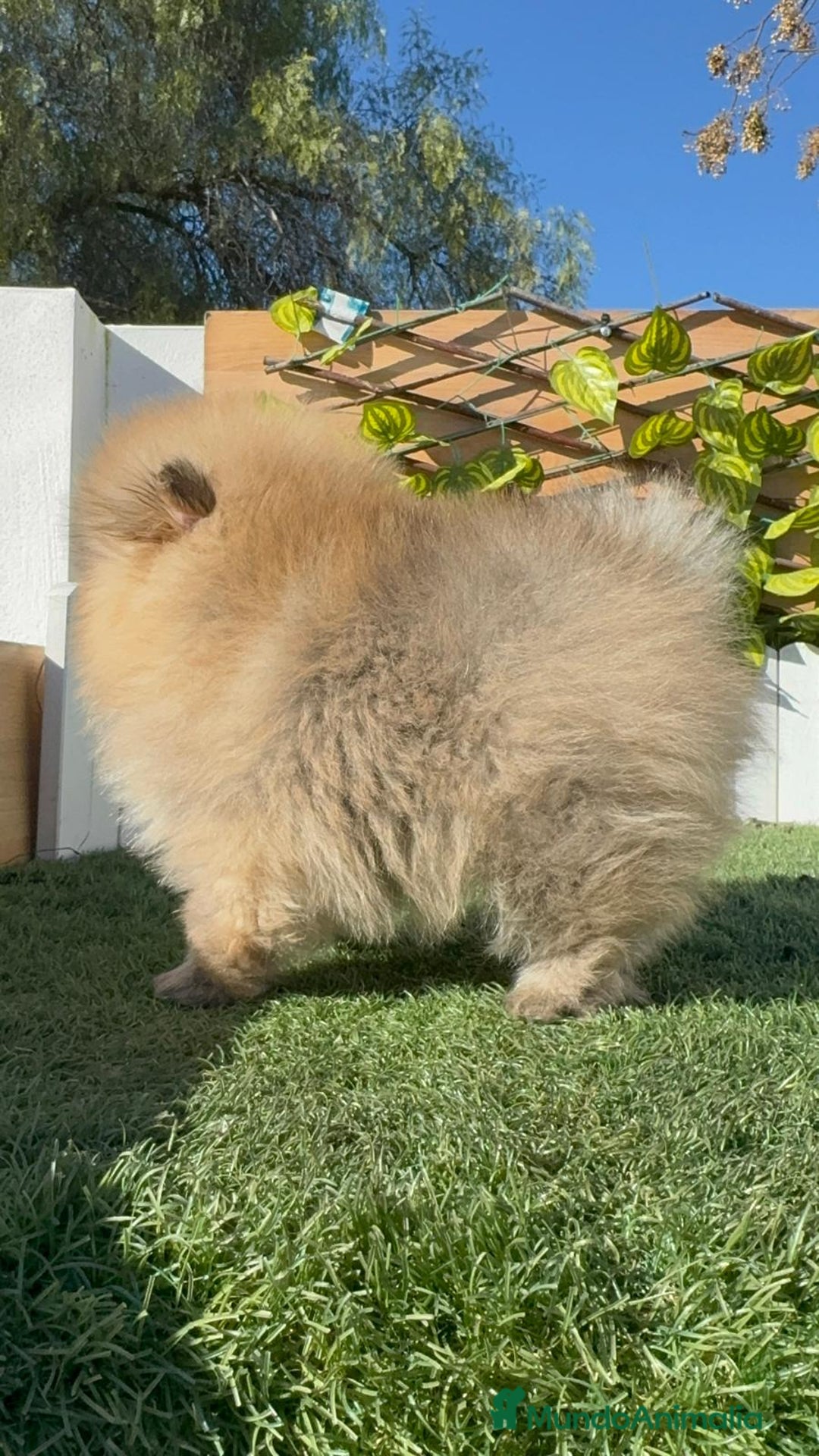Pomerania perros en venta: POMERANIA CARA DE OSITO - Anuncio 10