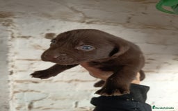 Labrador Retriever perros en venta: Labrador  - Anuncio 8