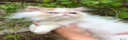 Persa gatos en venta: Persa bicolor ojos dispares - Anuncio 1