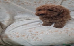 Caniche Toy perros en venta: Caniche Toy - Imagen 3
