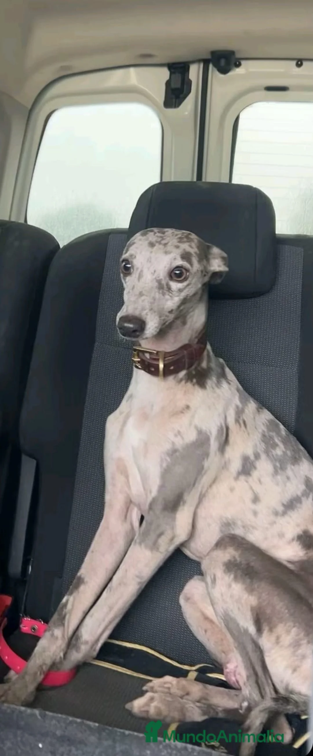 Pequeño Lebrel Italiano perros en venta: Lebrel mino en Cádiz - Anuncio 1