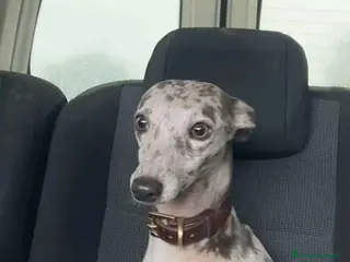 Pequeño Lebrel Italiano perros Lebrel mino - Anuncio 1