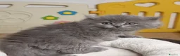 Británico de Pelo Corto Azul gatos en venta: Exclusivos gatitos British Shorthair Blue y Lilac  - Anuncio 3