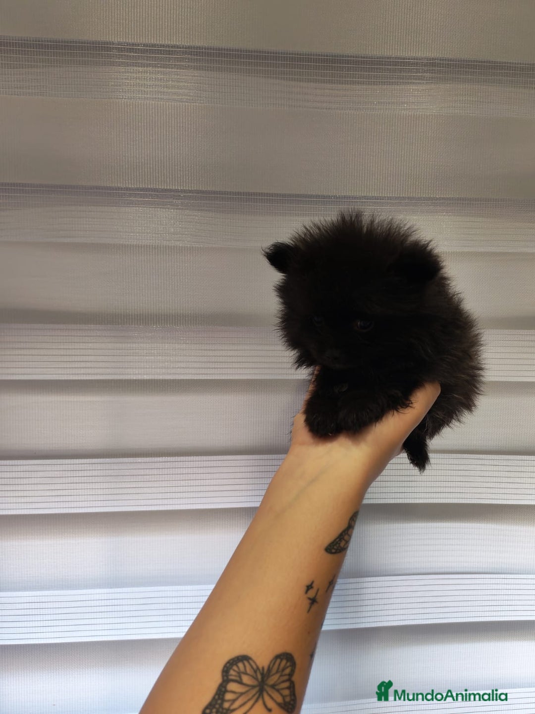 Pomerania perros en venta: Pomerania toy 💥💥2 machos 💥💥 - Imagen 8