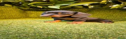 Teckel Miniatura perros en venta: teckel miniatura negro fuego machos y hembras  - Anuncio 10