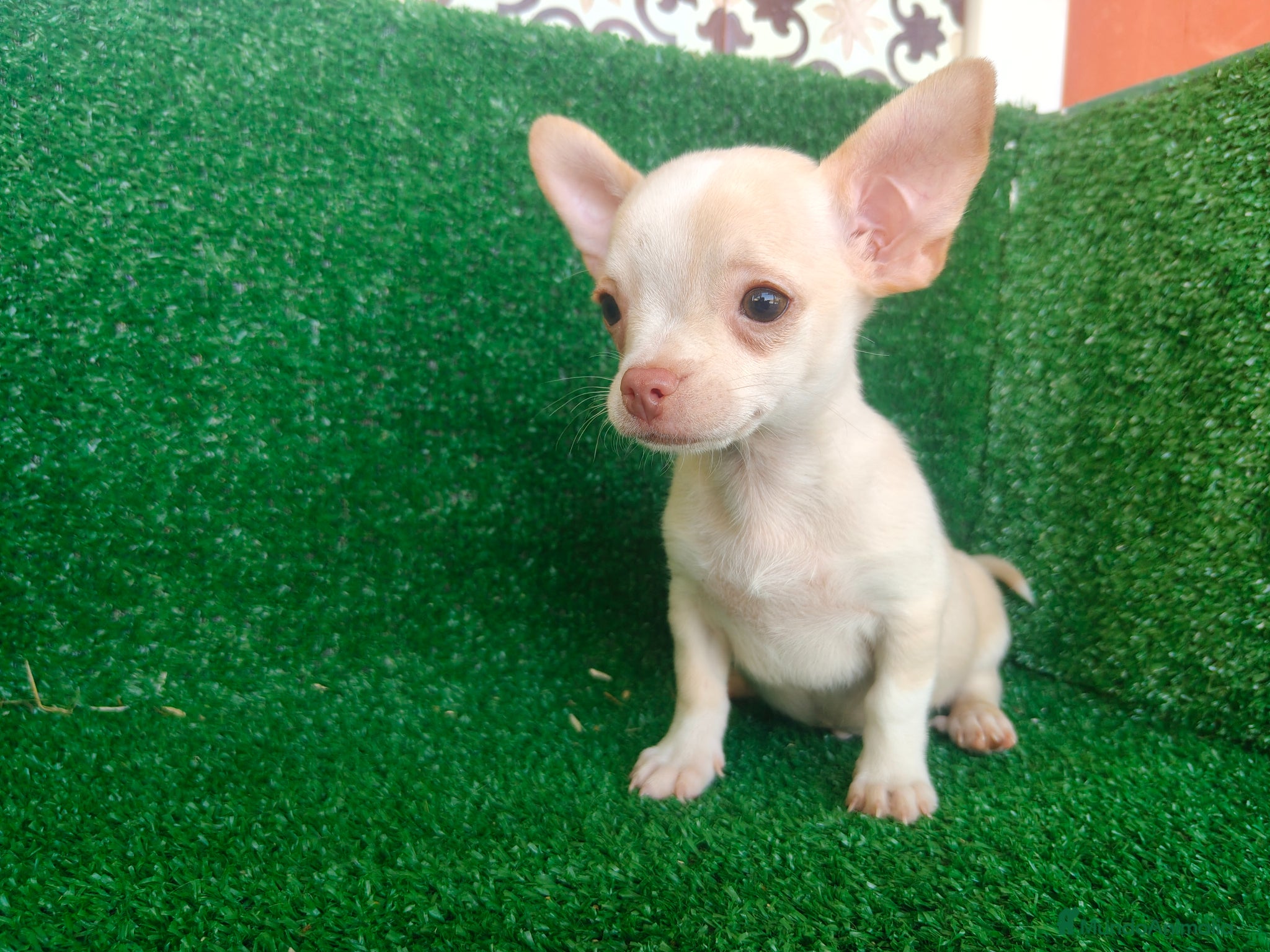 Chihuahua perros en venta: Chihuahua  - Anuncio 6