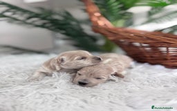 Maltipoo perros en venta: MALTIPOO HEMBRAS - Imagen 14