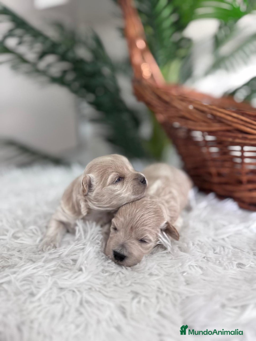 Maltipoo perros en venta: MALTIPOO HEMBRAS - Imagen 14