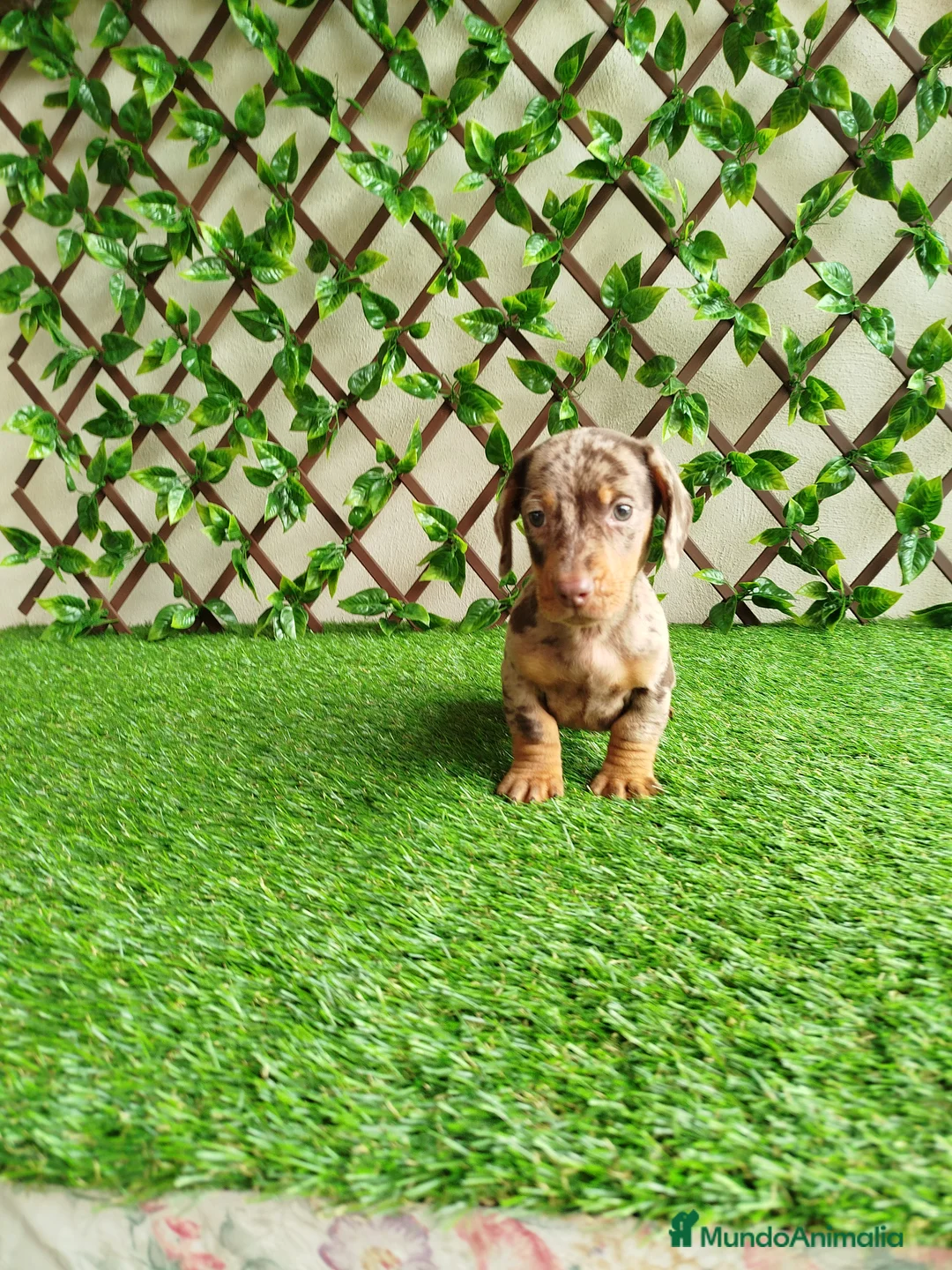 Teckel Miniatura perros en venta: Teckels kanichen  - Anuncio 2