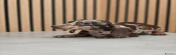 Teckel Miniatura perros en venta: Teckel Mini Arlequín macho  - Anuncio 7