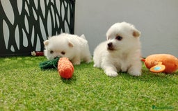 Pomerania perros en venta: Lulu Pomerania  - Imagen 5