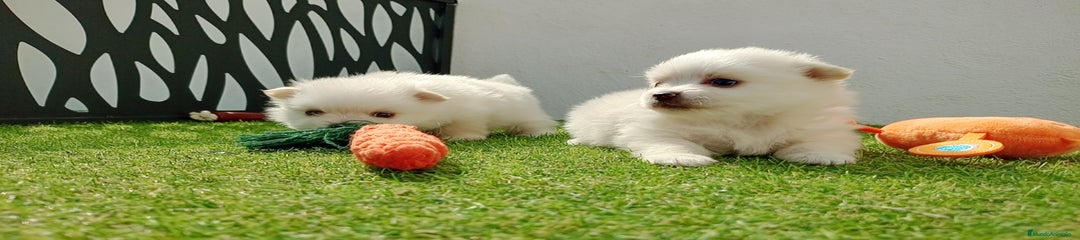 Pomerania hembra