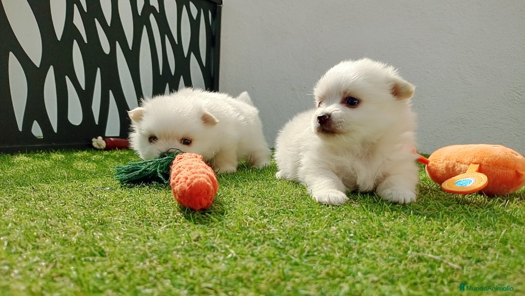 Pomerania perros en venta: Lulu Pomerania  - Imagen 5