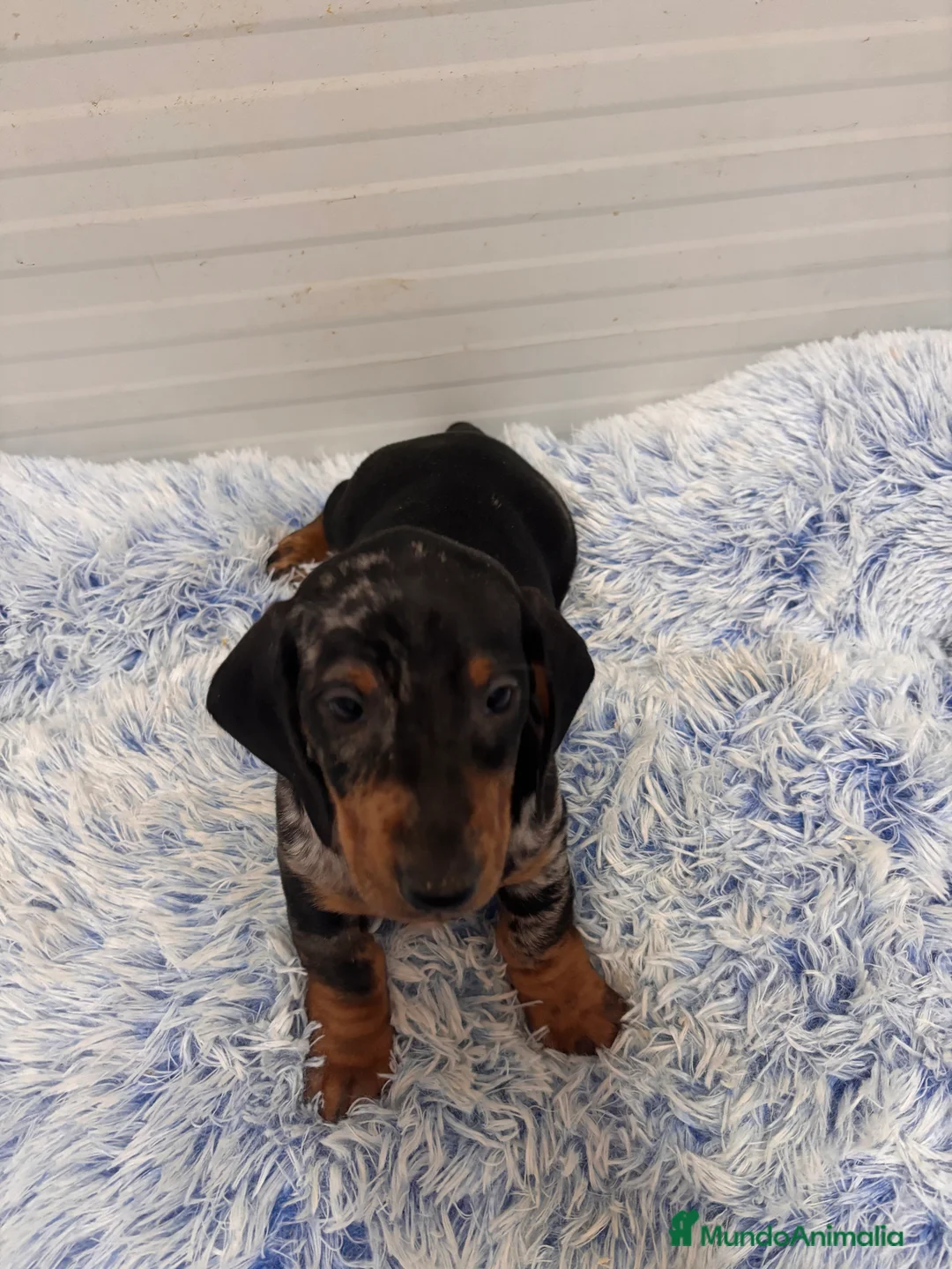 Teckel perros en venta: TECKEL STANDARD - Anuncio 8