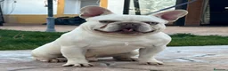 Bulldog Francés perros para monta: Bulldog Frances Merle en Madrid - Anuncio 4