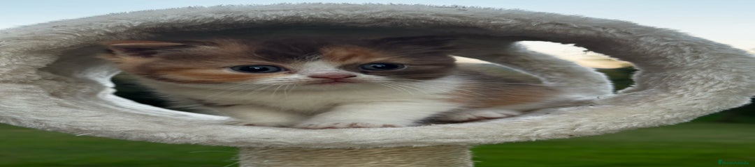 Británico de Pelo Corto Gatito 3