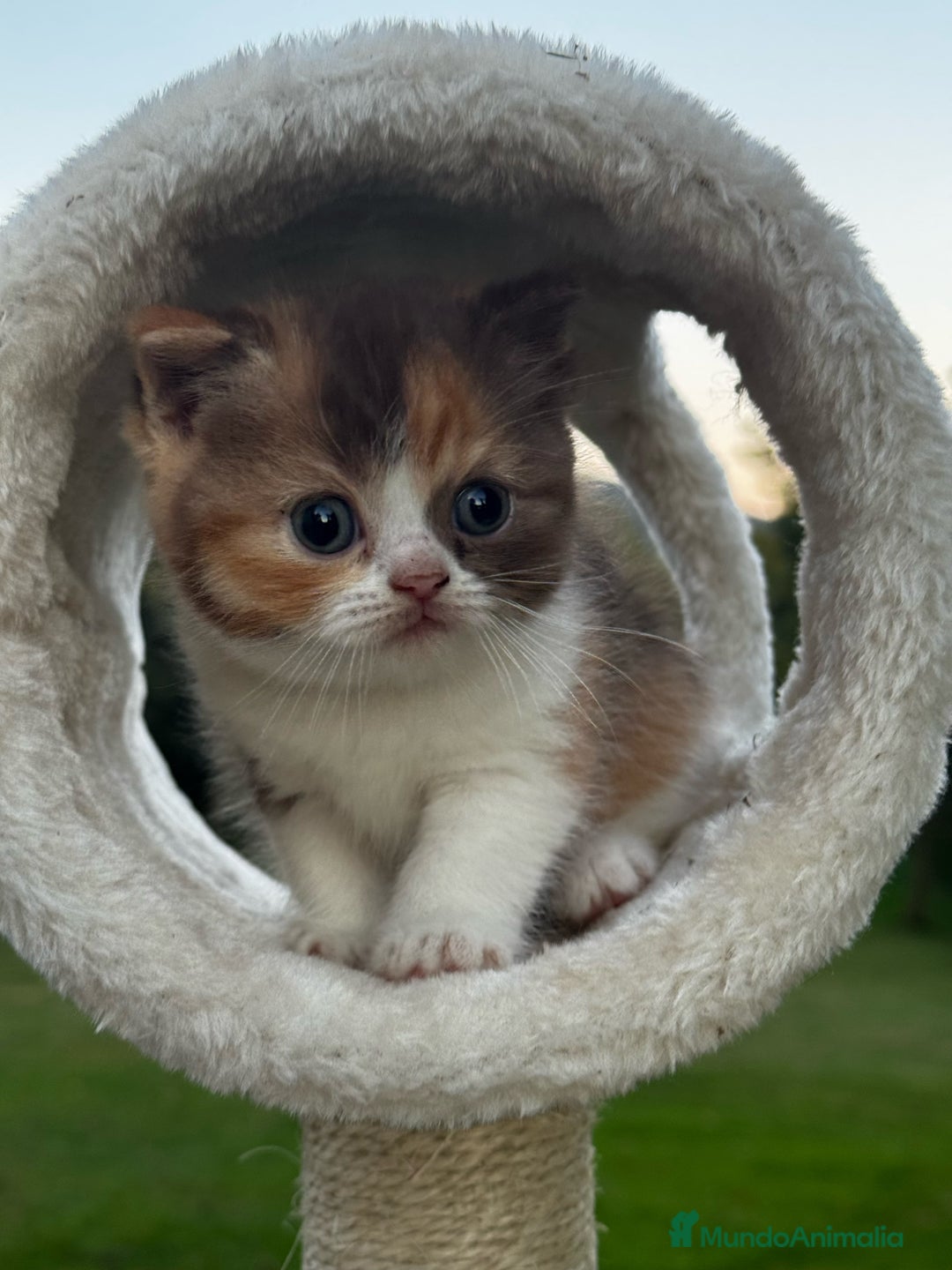 Británico de Pelo Corto gatos en venta: British Shorthair - Anuncio 3