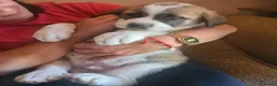 Mastín Español perros en venta: Cachorrones de Mastín Español - Anuncio 1