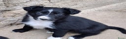 Border Collie perros en venta: Boder collie Getafe  - Anuncio 2