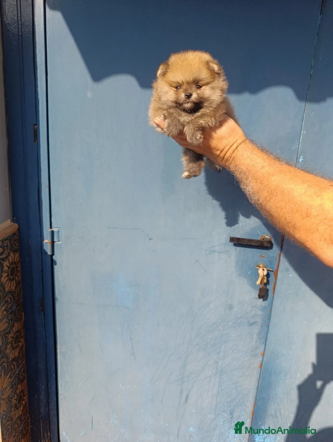 Pomerania perros en venta: Macho pomerania osito  - Anuncio 2
