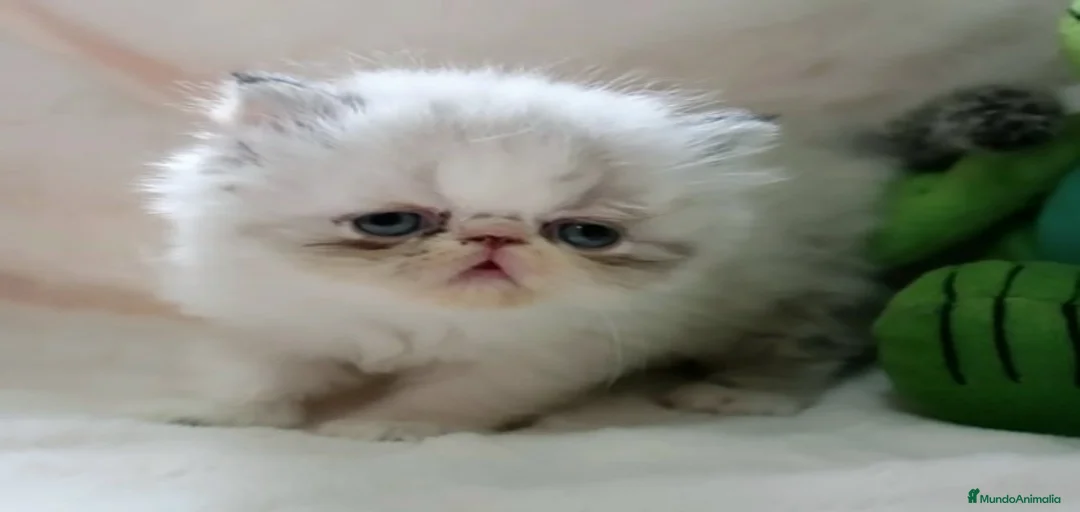 Imagen de galería {{count}}