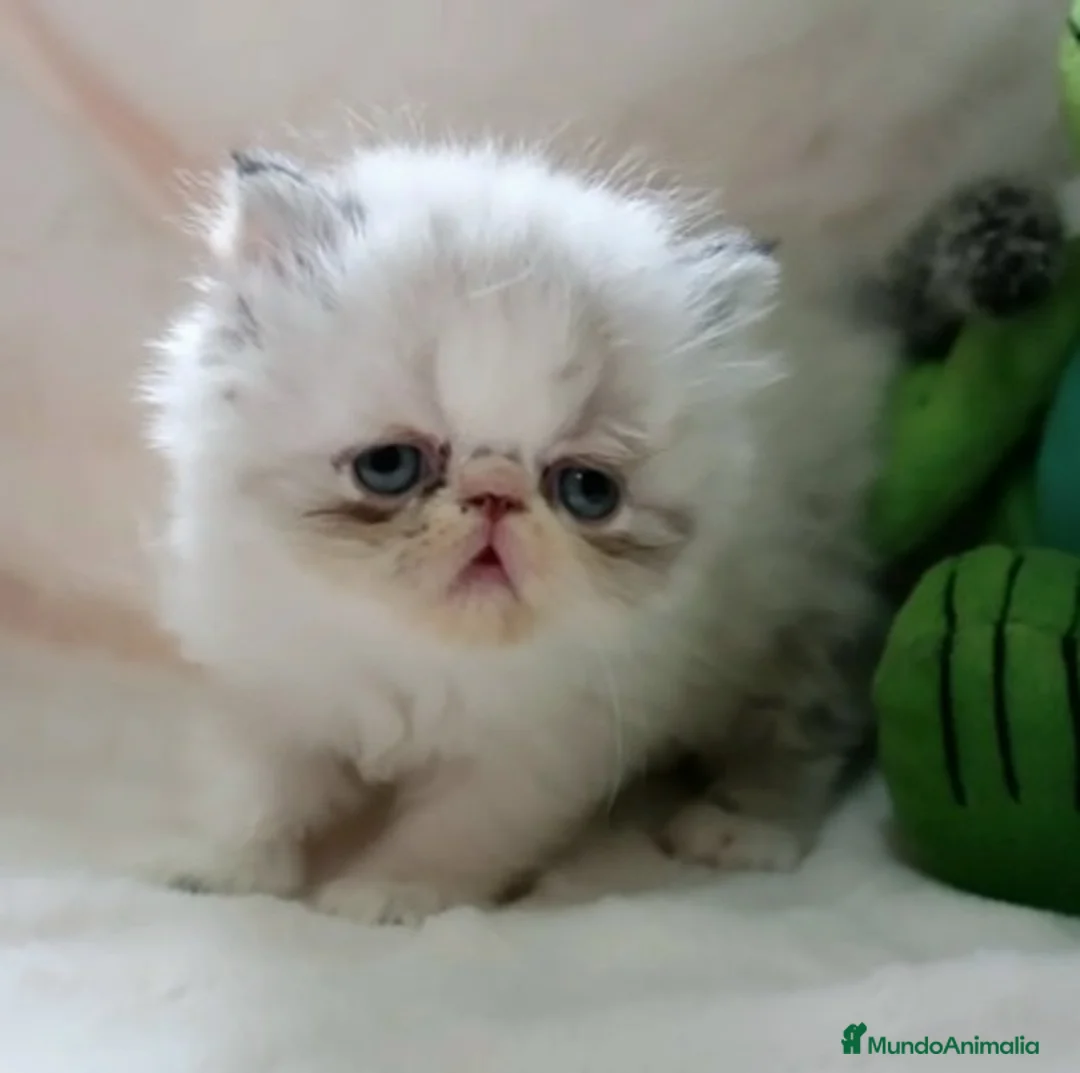 Imagen de galería {{count}}