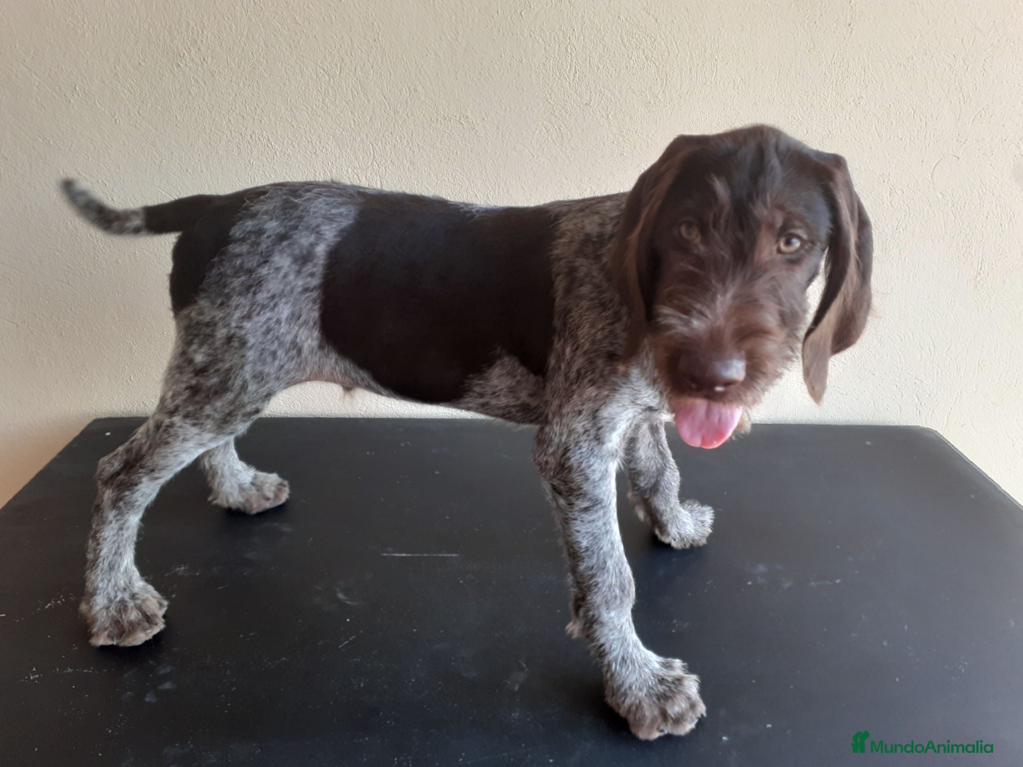 Braco Alemán de Pelo Duro perros Cachorros de DRAHTHAAR  - Anuncio 1