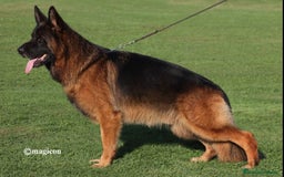 Pastor Alemán perros en venta: ! Próxima camada Pastores Alemanes Competición  - Imagen 9