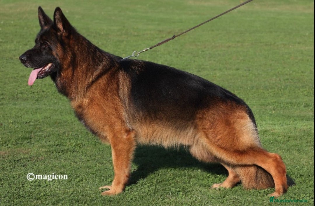 Pastor Alemán perros en venta: ! Próxima camada Pastores Alemanes Competición  - Imagen 9