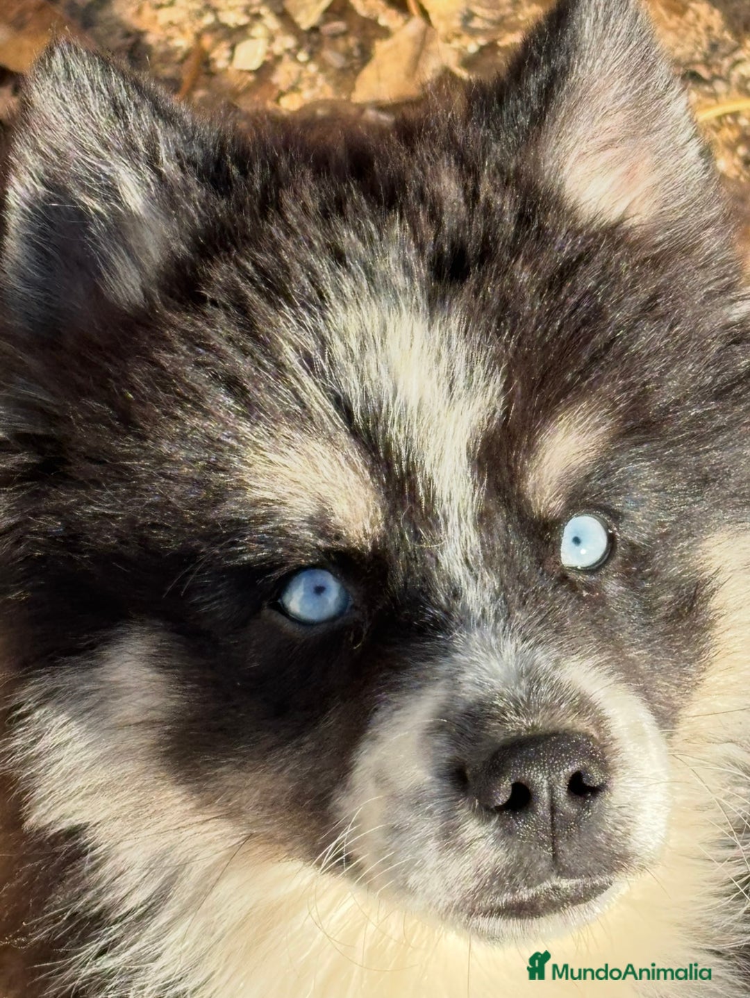 Pomsky perros en venta: Cachorro pomsky - Anuncio 6