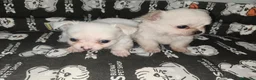 Chihuahua perros en venta: Chiahuahua pelo largo - Anuncio 7