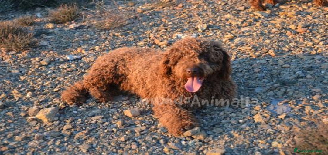 Imagen de galería {{count}}