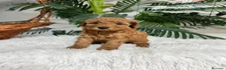 Caniche Enano perros en venta: CANICHE ENANO - Anuncio 8