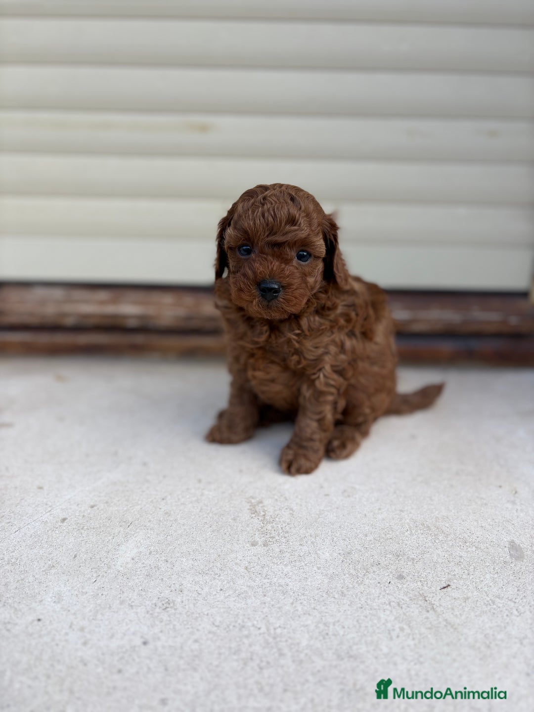 Caniche Toy perros en venta: Caniche Toy rojo intenso  - Anuncio 3