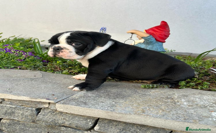 Bulldog Inglés perros - Propaganda 1