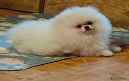 Pomerania perros en venta: Machito miniatura con pedigree  - Imagen 4