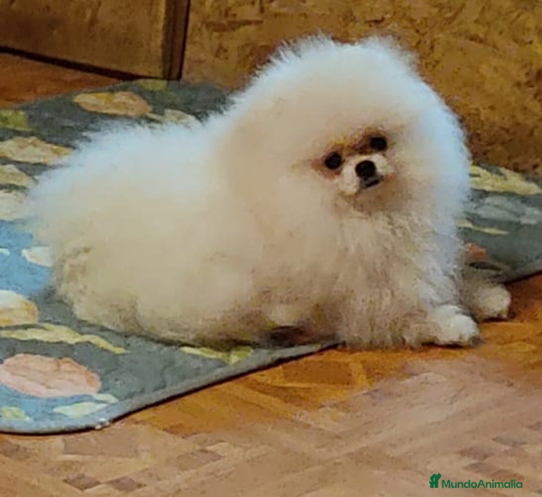 Pomerania perros en venta: Machito miniatura con pedigree  - Imagen 4