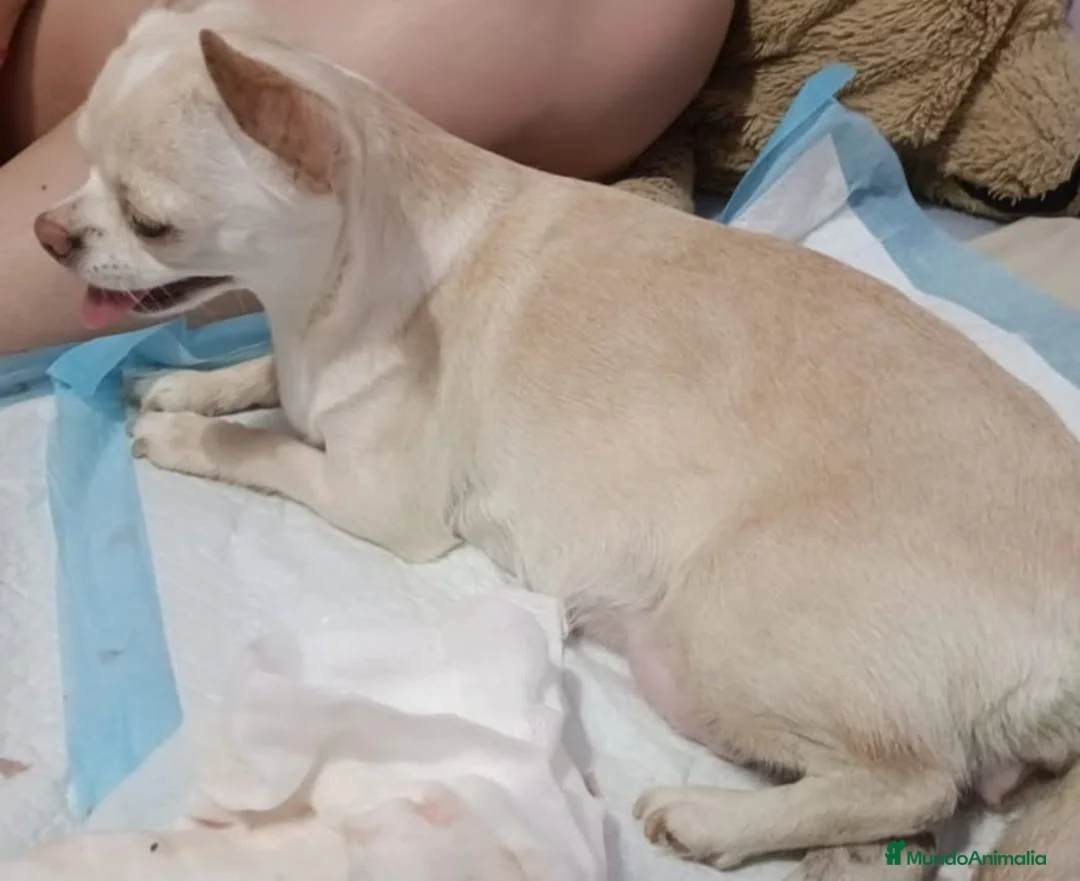Chihuahua perros en venta: Chihuhua toy  - Anuncio 6