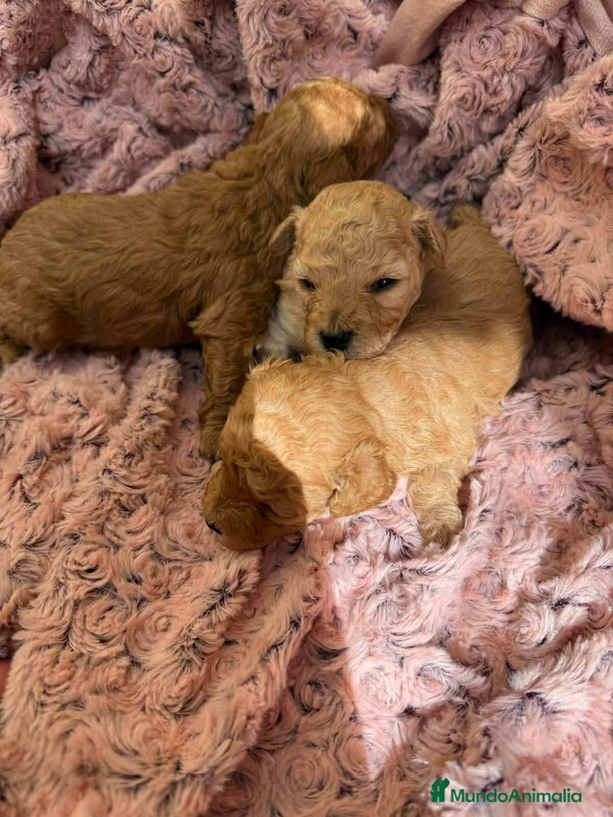 Caniche Toy perros Caniche toy  - Anuncio 1