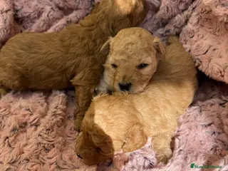 Caniche Toy perros Caniche toy - Anuncio 2