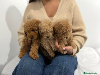 Caniche Toy perros Caniche toy - Anuncio 5