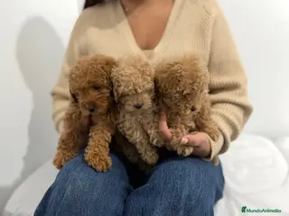 Caniche Toy perros Caniche toy - Anuncio 13