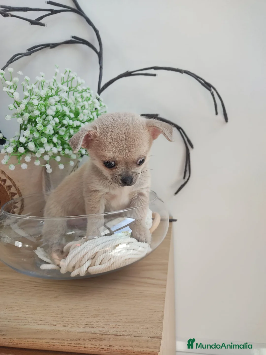 Chihuahua perros en venta: Chihuahua mini - Anuncio 5