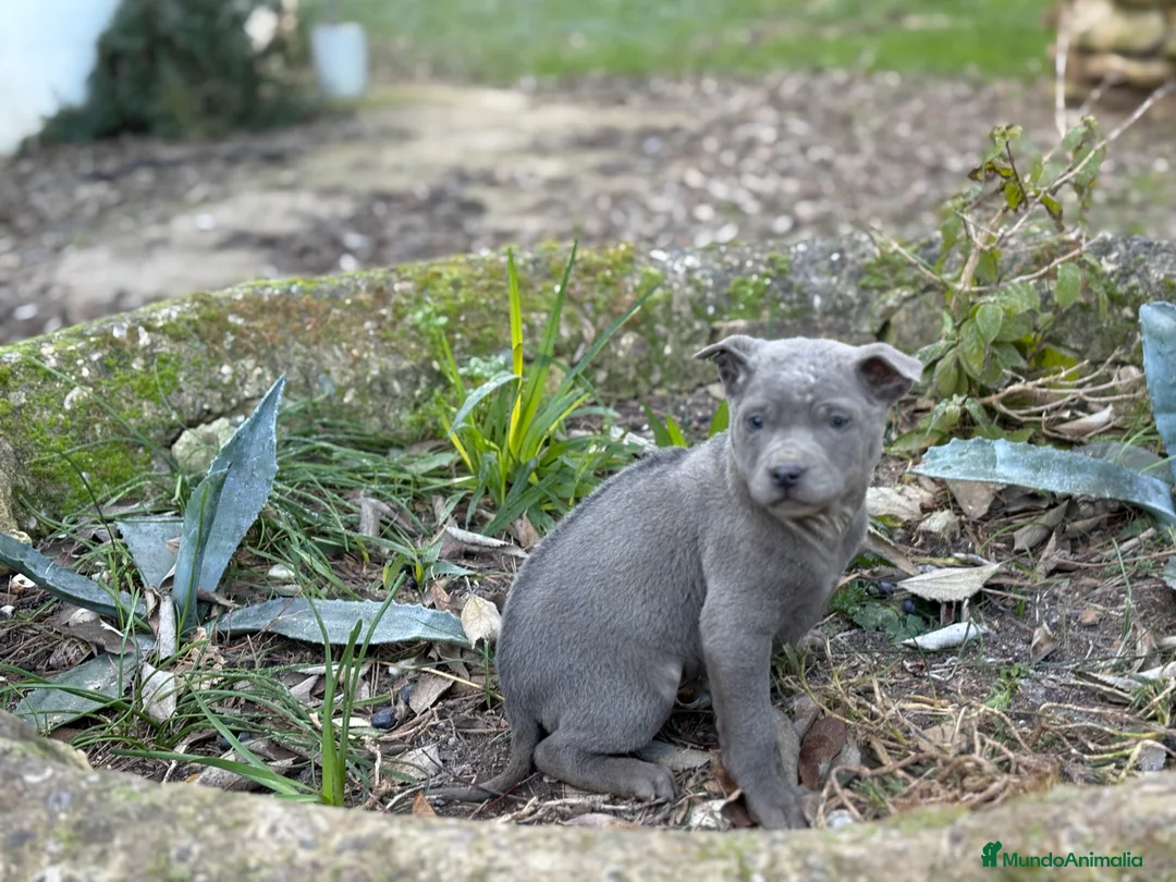 Thai Ridgeback Dog perros en venta: 🐕🐾🐾 Thai Ridgeback Dog - Exclusividad Absoluta! - Anuncio 8