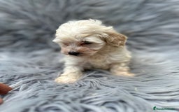 Maltipoo perros en venta: Maltipoo toy  - Imagen 4