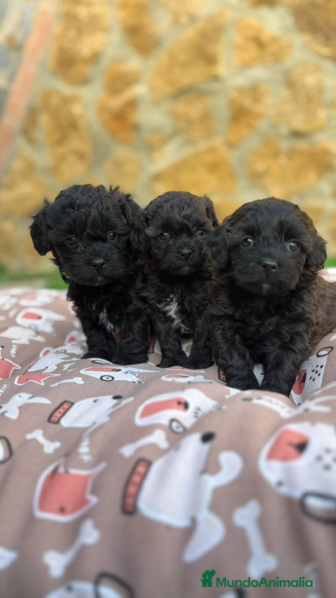 Maltipoo perros en venta: Maltipoo mini - Anuncio 2