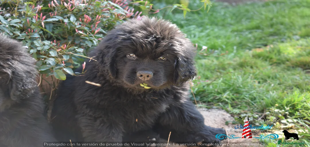 Imagen de galería {{count}}